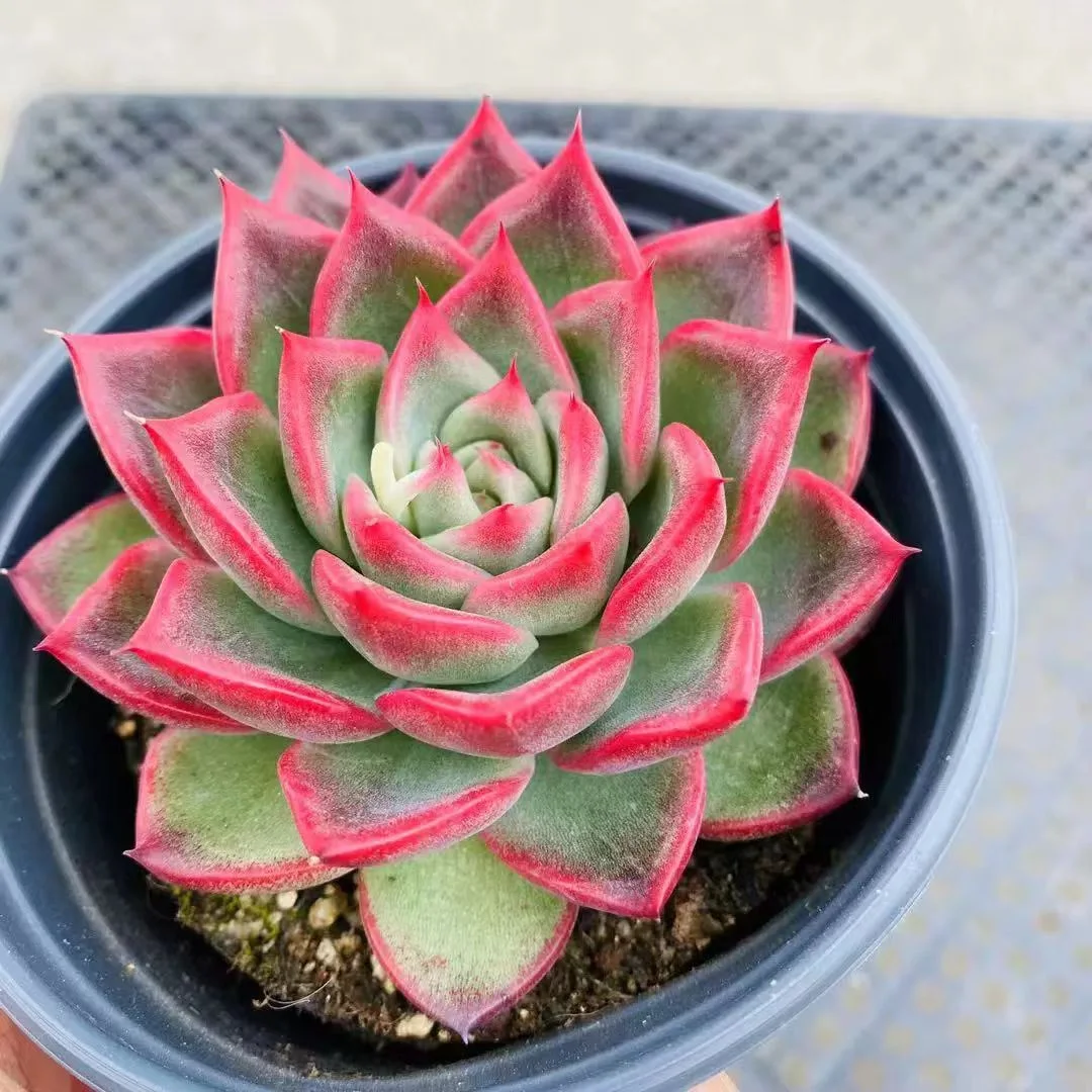 plant Aeonium Echeveria Haworthia  Caudex  Lithops Cactus  Agave 