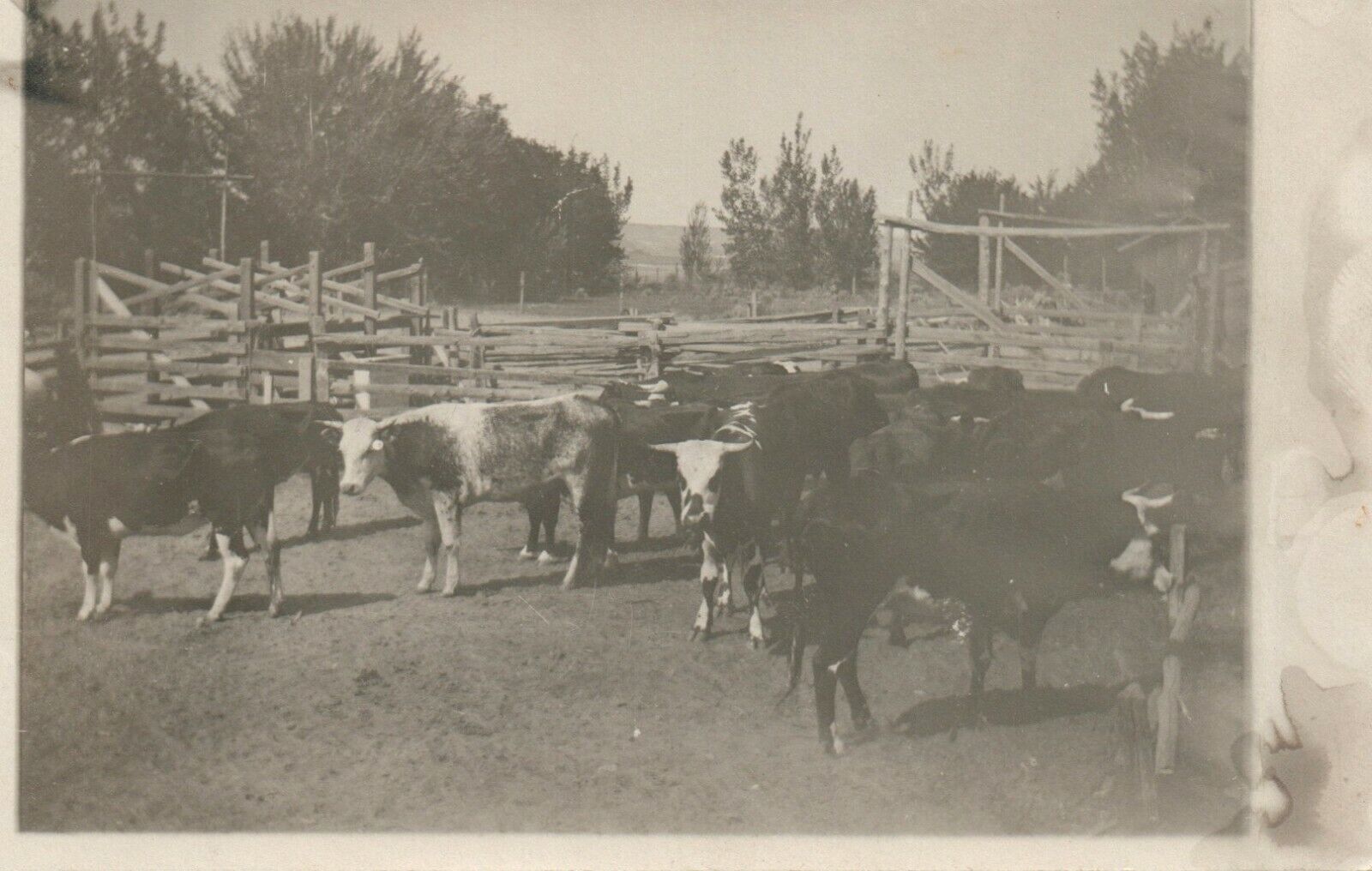 Vintage Cattle Cows Bulls RPPC Real Photo Poster painting Postcard Unused