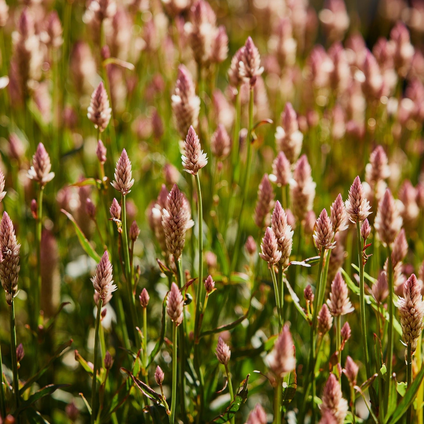 Celosia spicata Xantippe Grass | X 50 Seeds