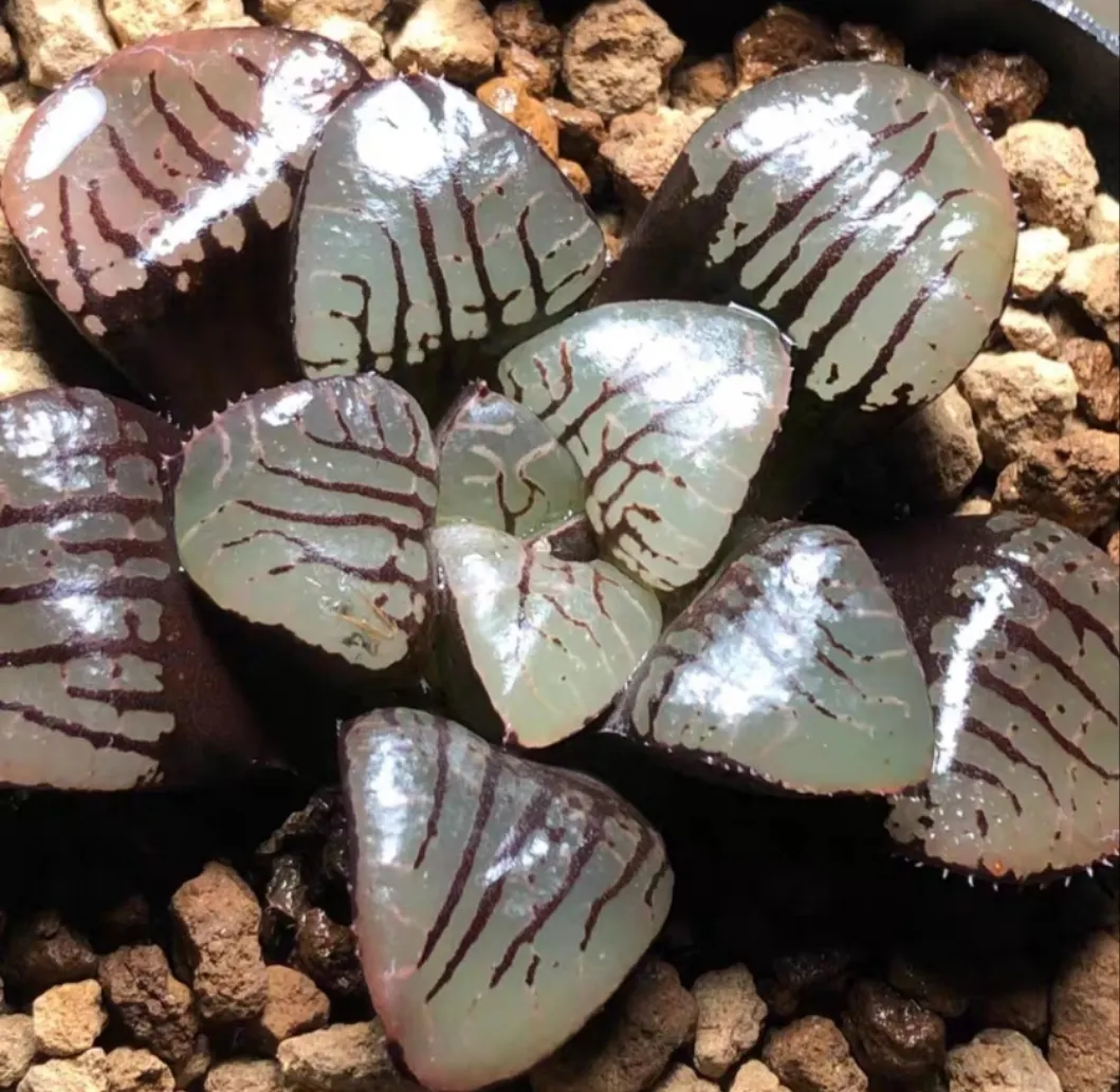 plant Aeonium Echeveria Haworthia  Caudex  Lithops Cactus  Agave 