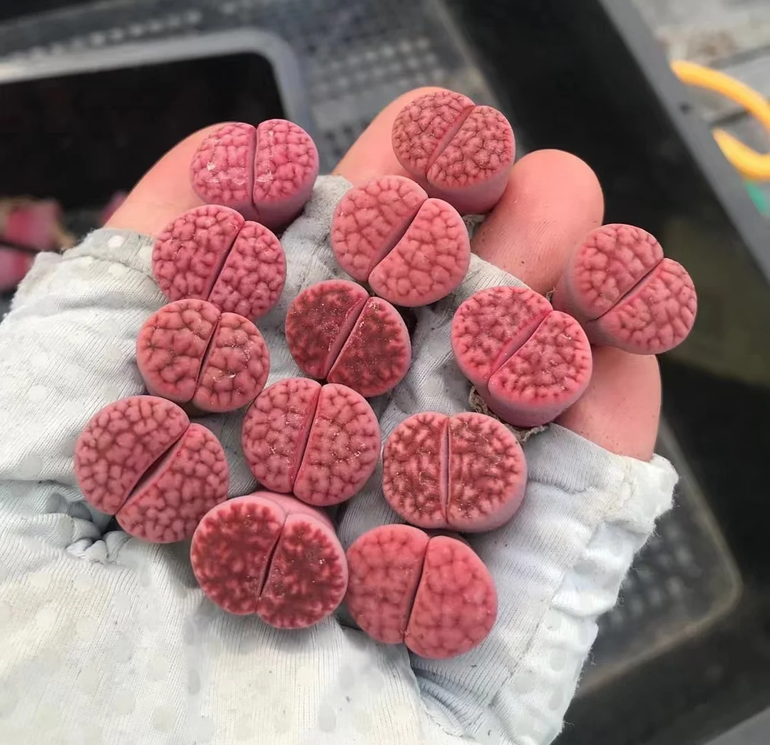 plant Aeonium Echeveria Haworthia  Caudex  Lithops Cactus  Agave 