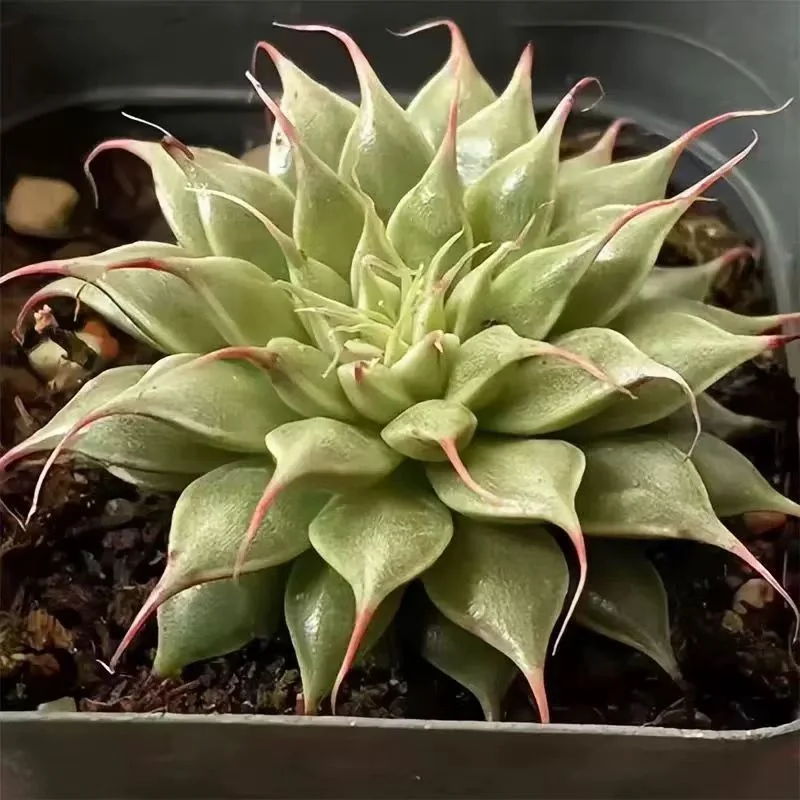 plant Aeonium Echeveria Haworthia  Caudex  Lithops Cactus  Agave 
