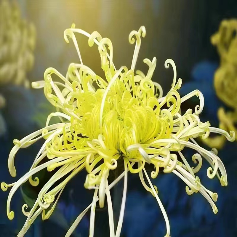 Mixed Spider Mums Flower Seeds-Over 20 Colors