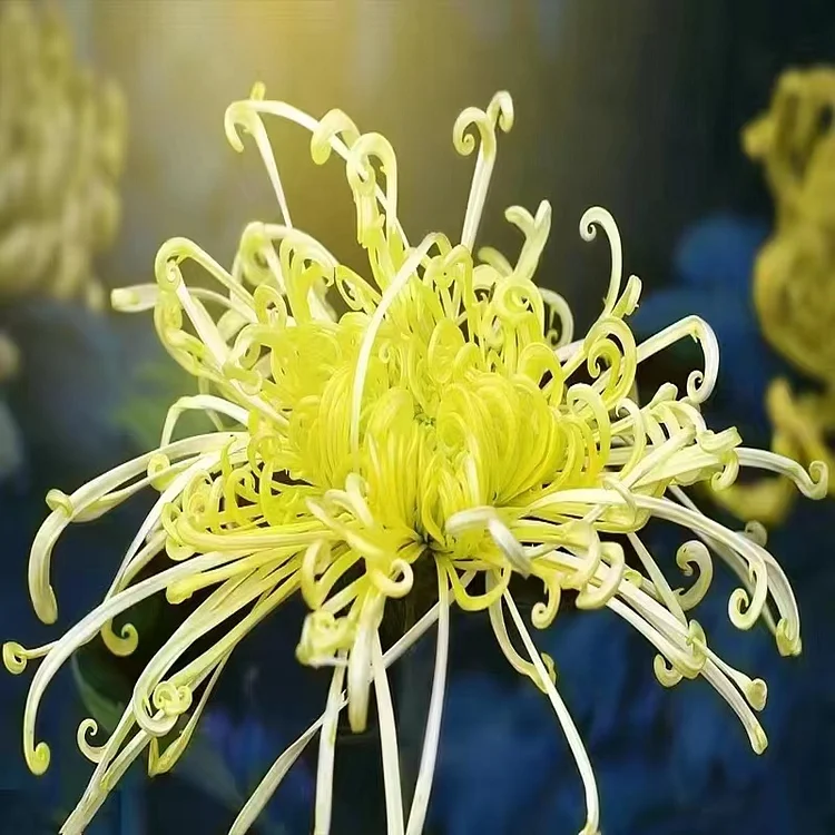 Mixed Spider Mums Flower Seeds-Over 20 Colors Mixed Spider Mums Flower Seeds-Over 20 Colors