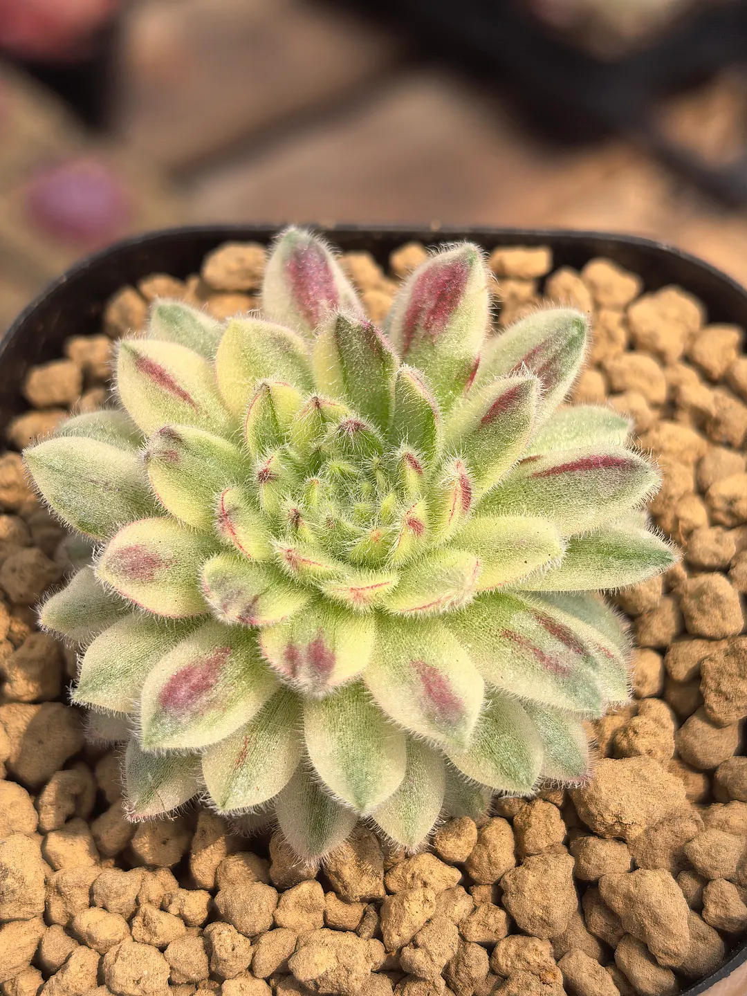 plant Aeonium Echeveria Haworthia  Caudex  Lithops Cactus  Agave 