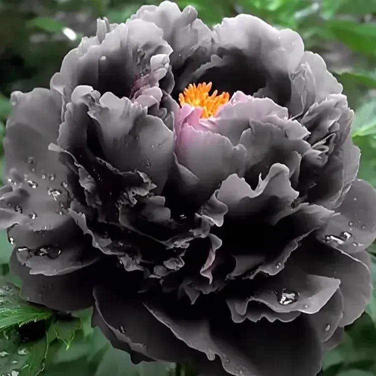 Colorful Peony Flower-Over 7 Colors