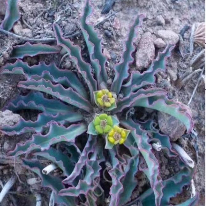 831.   Euphorbia tuberosa   2-2.5cm / Caudex  / Succulent plants / Garden landscape / Carefully select healthy plants