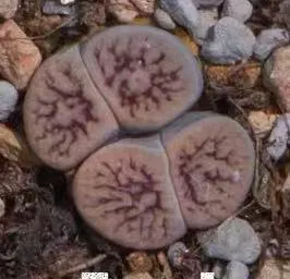 plant Aeonium Echeveria Haworthia  Caudex  Lithops Cactus  Agave 