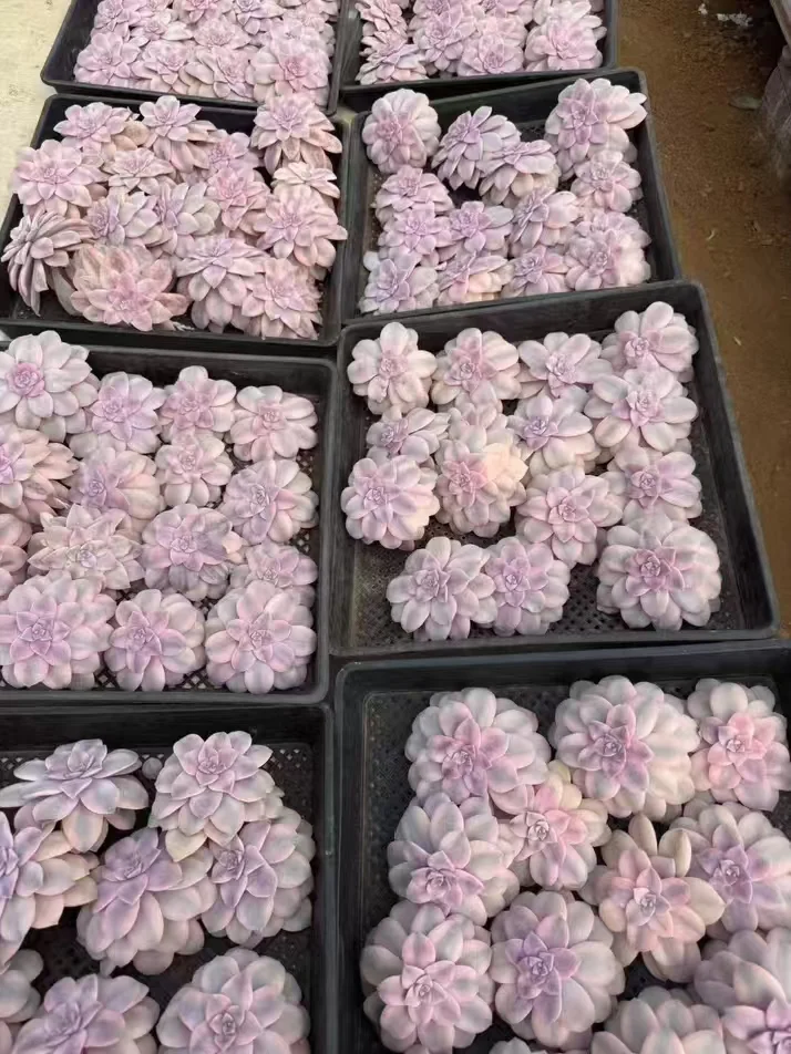 plant Aeonium Echeveria Haworthia  Caudex  Lithops Cactus  Agave 