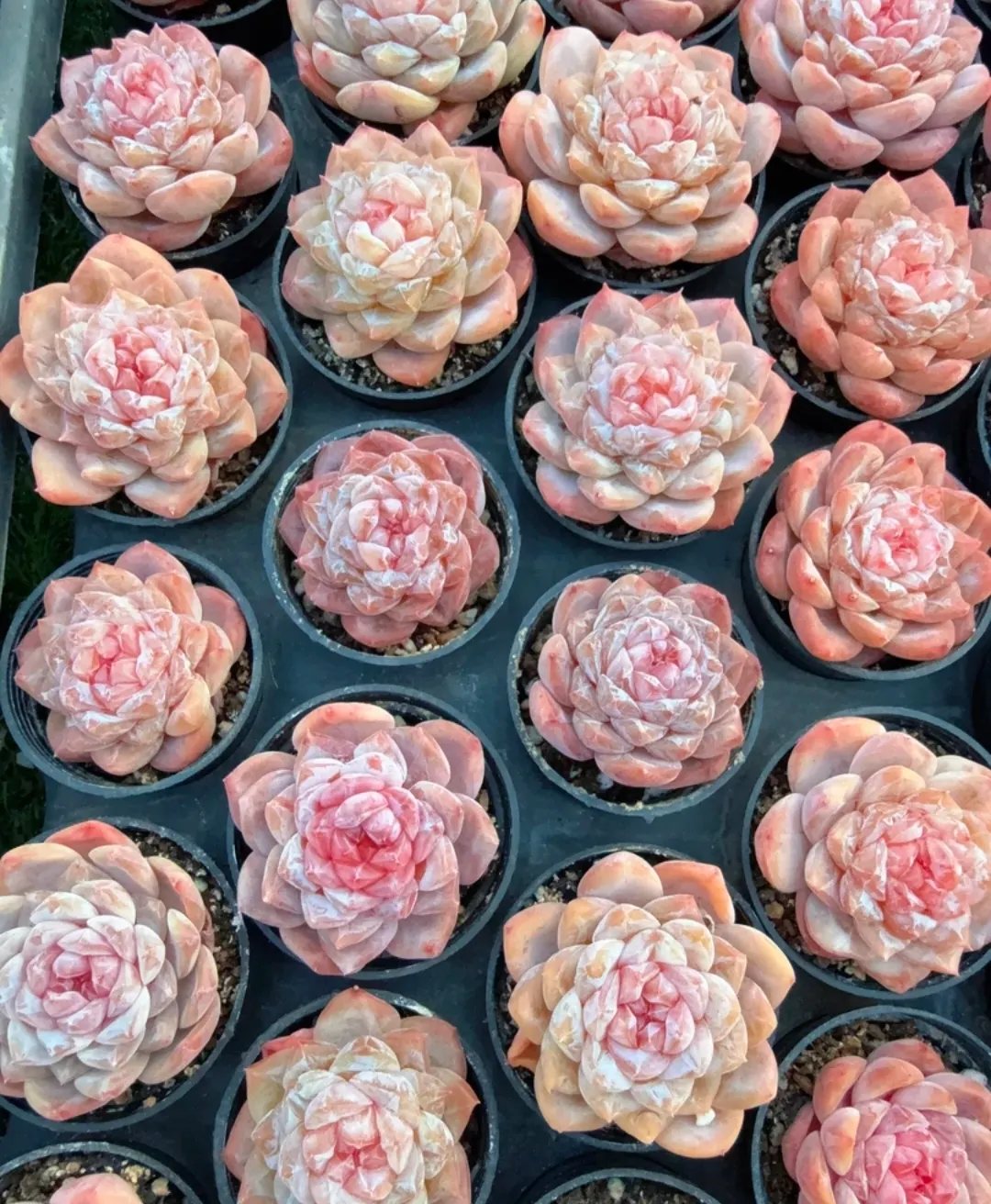 plant Aeonium Echeveria Haworthia  Caudex  Lithops Cactus  Agave 
