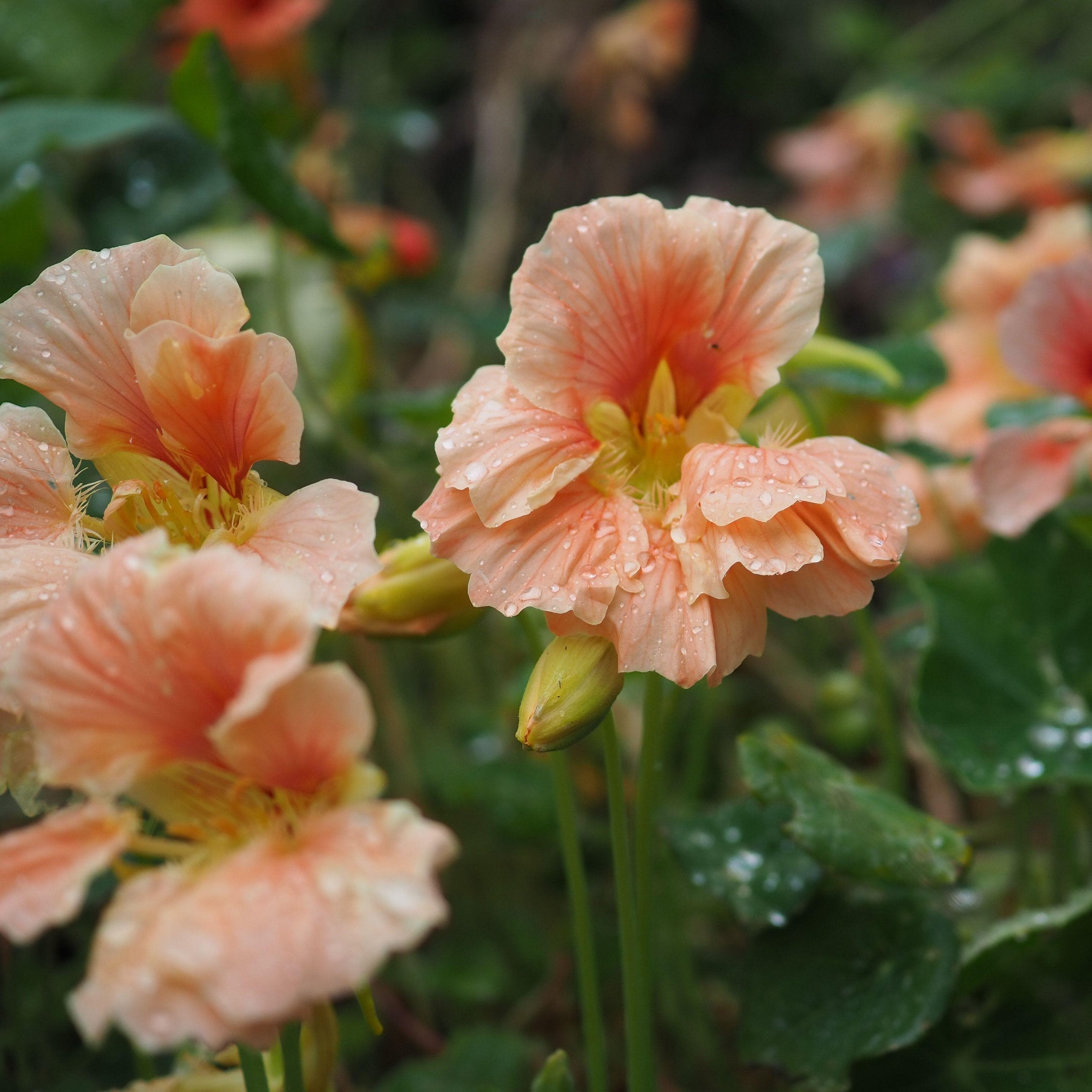 Nasturtium Double Jewel Salmon Baby Flower | X 15 Seeds