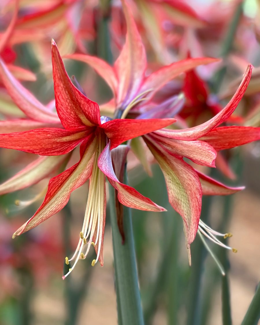 Amaryllis 'Sumatra' (Hippeastrum)