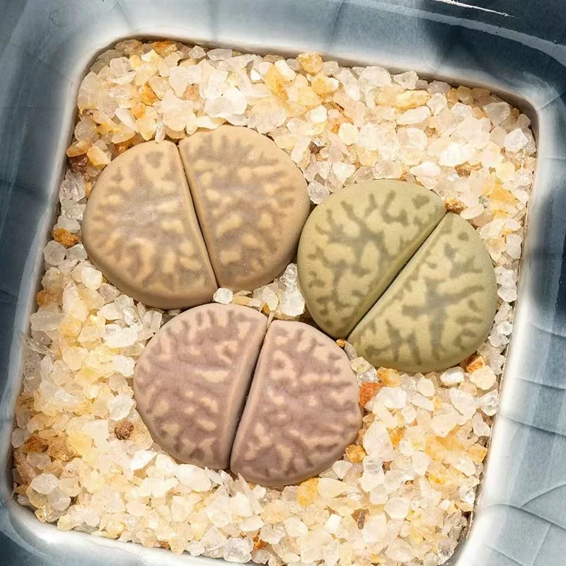 plant Aeonium Echeveria Haworthia  Caudex  Lithops Cactus  Agave 