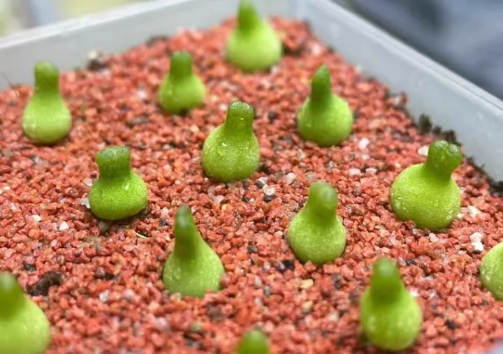 plant Aeonium Echeveria Haworthia  Caudex  Lithops Cactus  Agave 