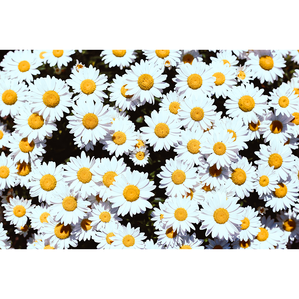 

Daisy - 1000 Pieces Jigsaw Puzzle, 501 Original