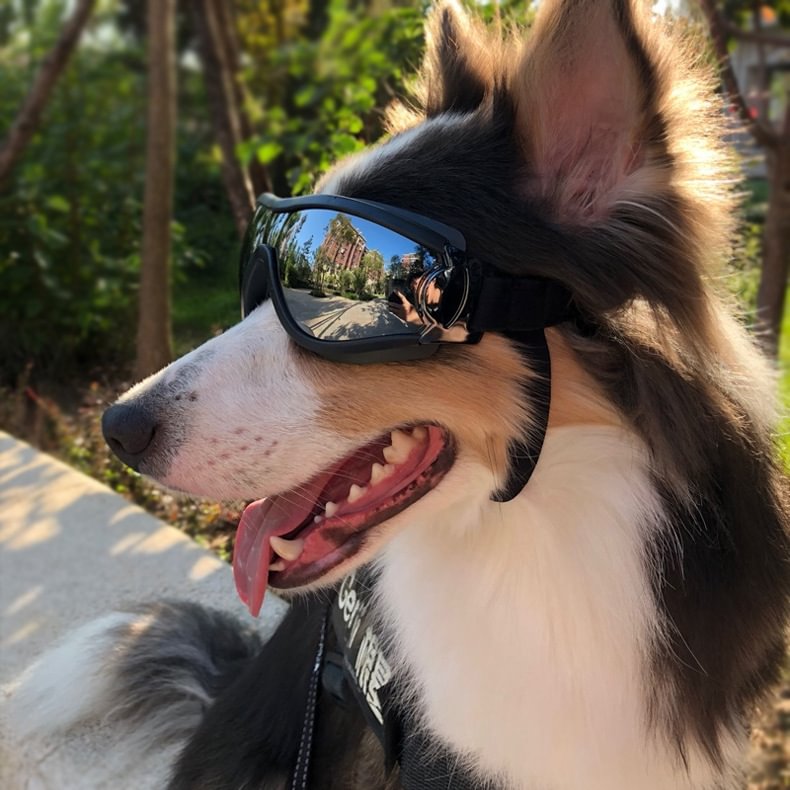 Dog Goggles Waterproof Windproof Dog Sunglasses Sunscreen Anti-UV