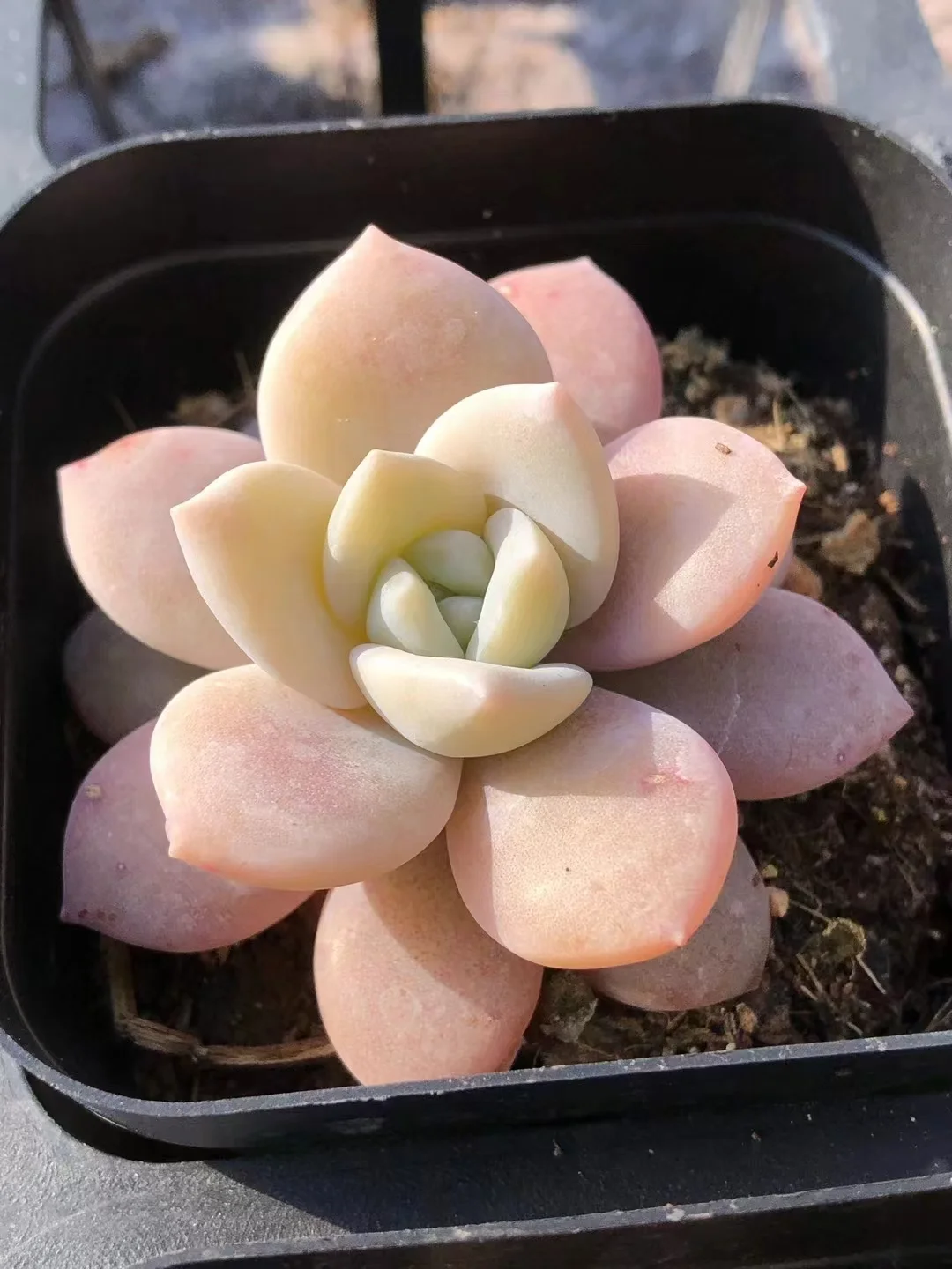 plant Aeonium Echeveria Haworthia  Caudex  Lithops Cactus  Agave 