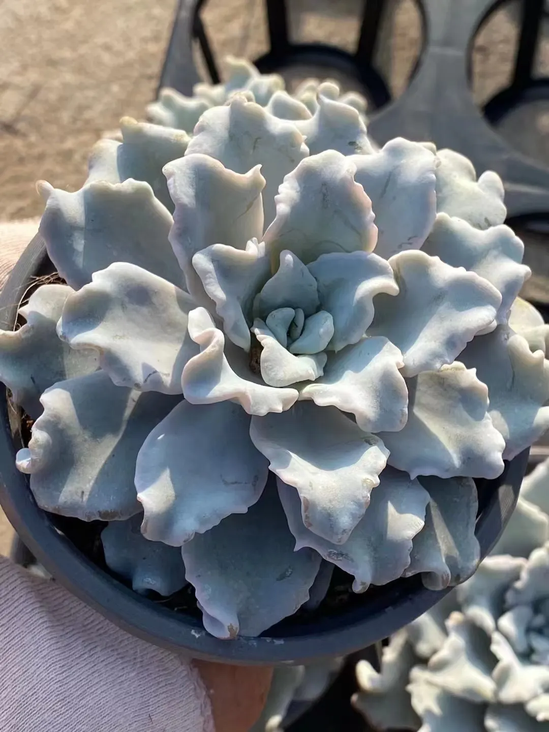 plant Aeonium Echeveria Haworthia  Caudex  Lithops Cactus  Agave 