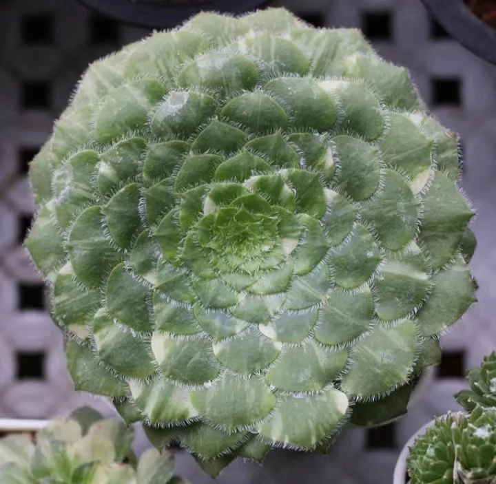 plant Aeonium Echeveria Haworthia  Caudex  Lithops Cactus  Agave 