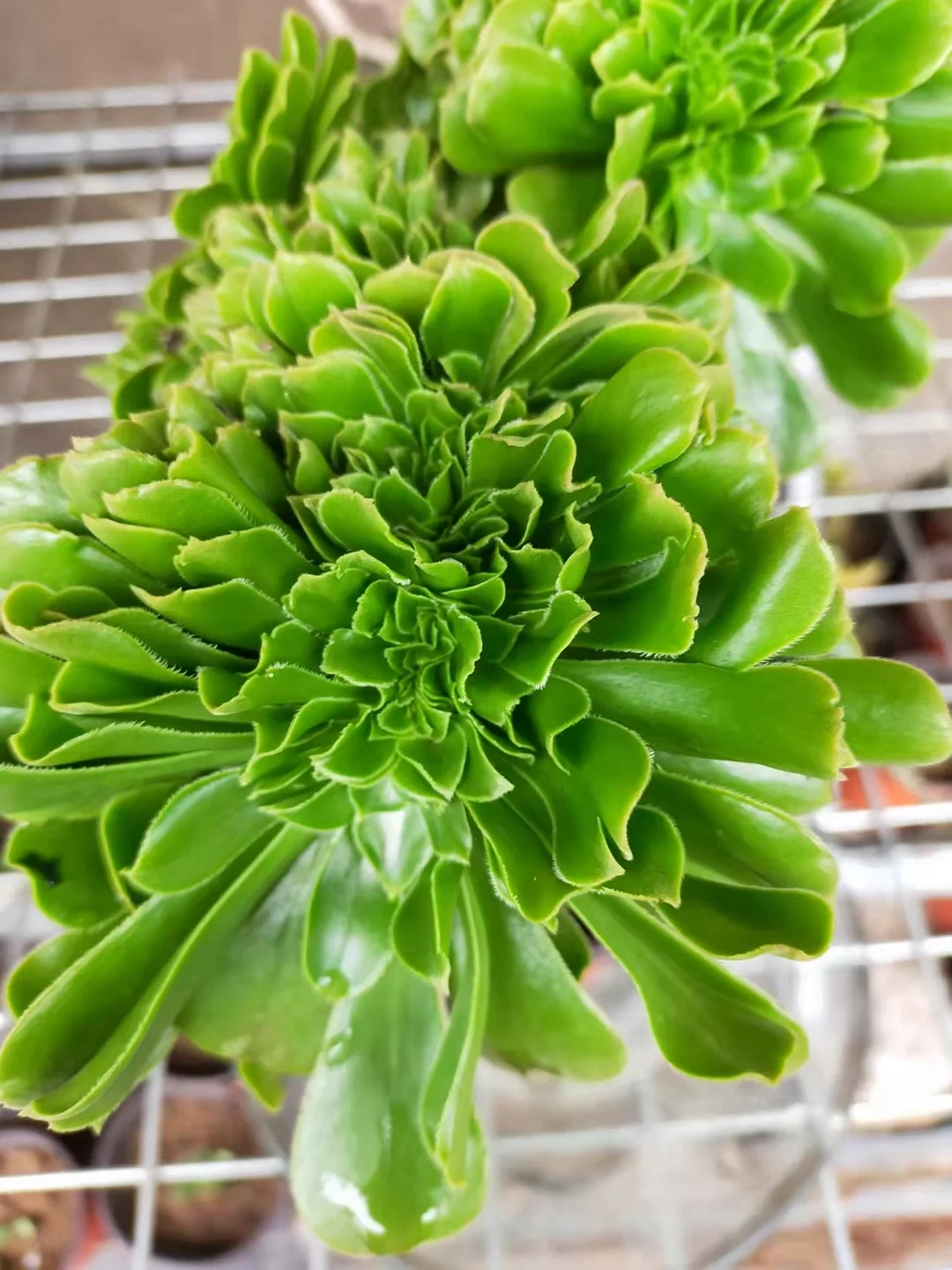 plant Aeonium Echeveria Haworthia  Caudex  Lithops Cactus  Agave 