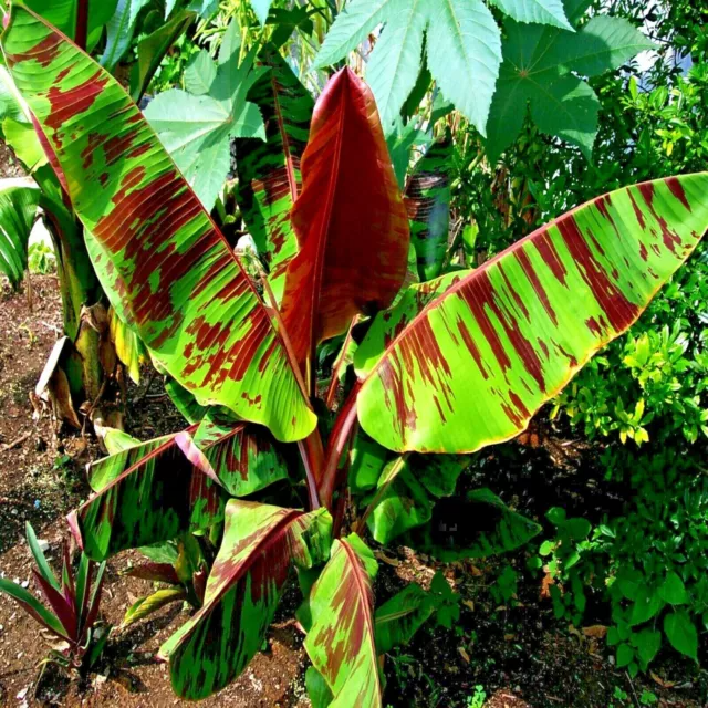 Red Tiger "Darjeeling" Banana  Cold Hardy Tree Seeds  *RARE*