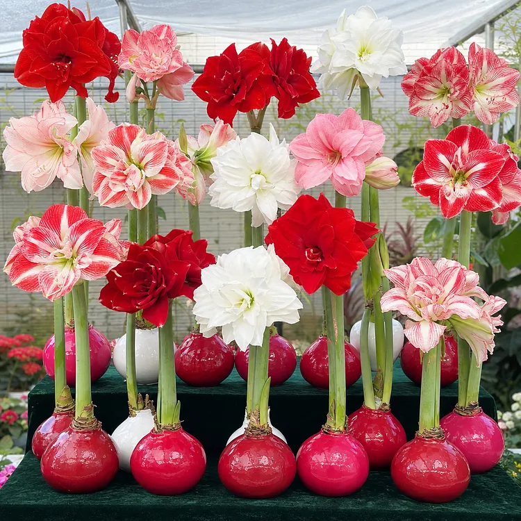 🌺Waxed Amaryllis: No Soil, No Water, Just Blooms