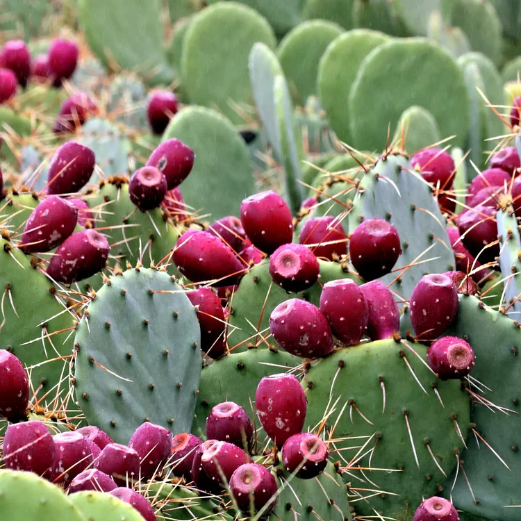 Edible Nopales Prickly Pear Cactus Seeds