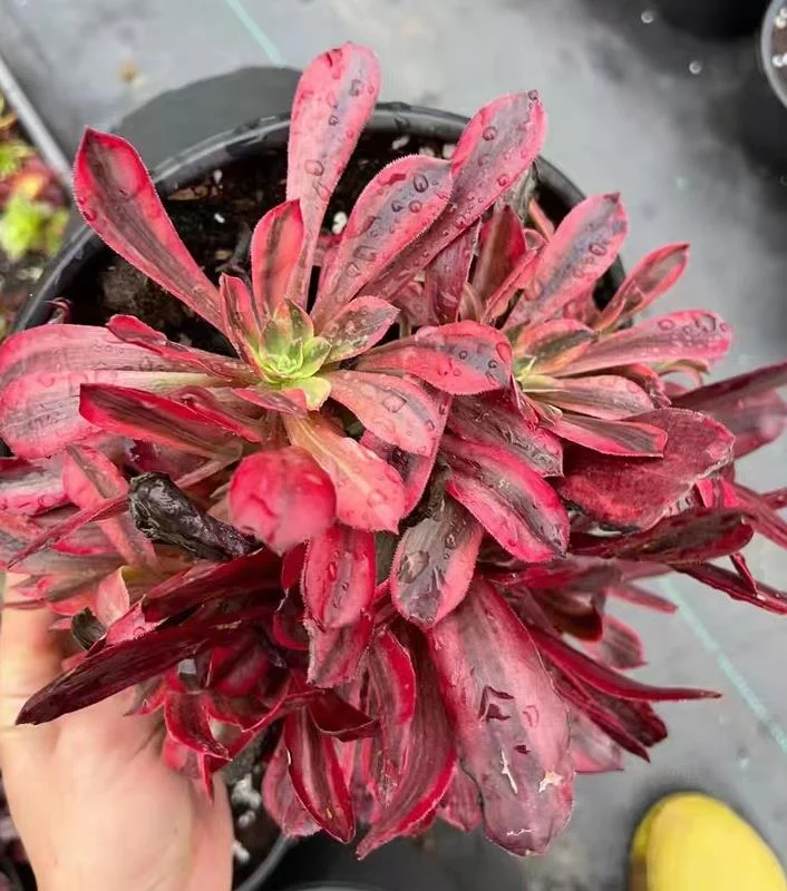 plant Aeonium Echeveria Haworthia  Caudex  Lithops Cactus  Agave 