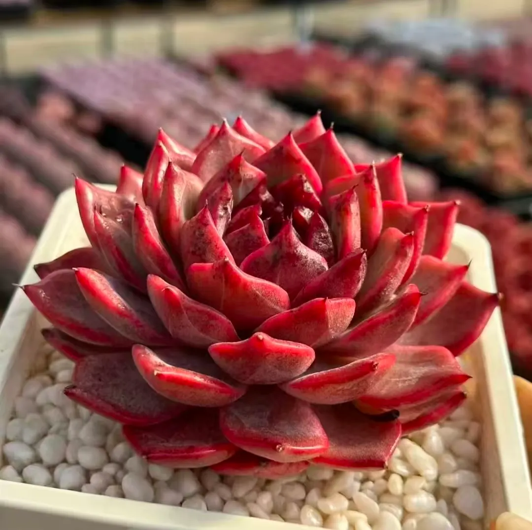 plant Aeonium Echeveria Haworthia  Caudex  Lithops Cactus  Agave 