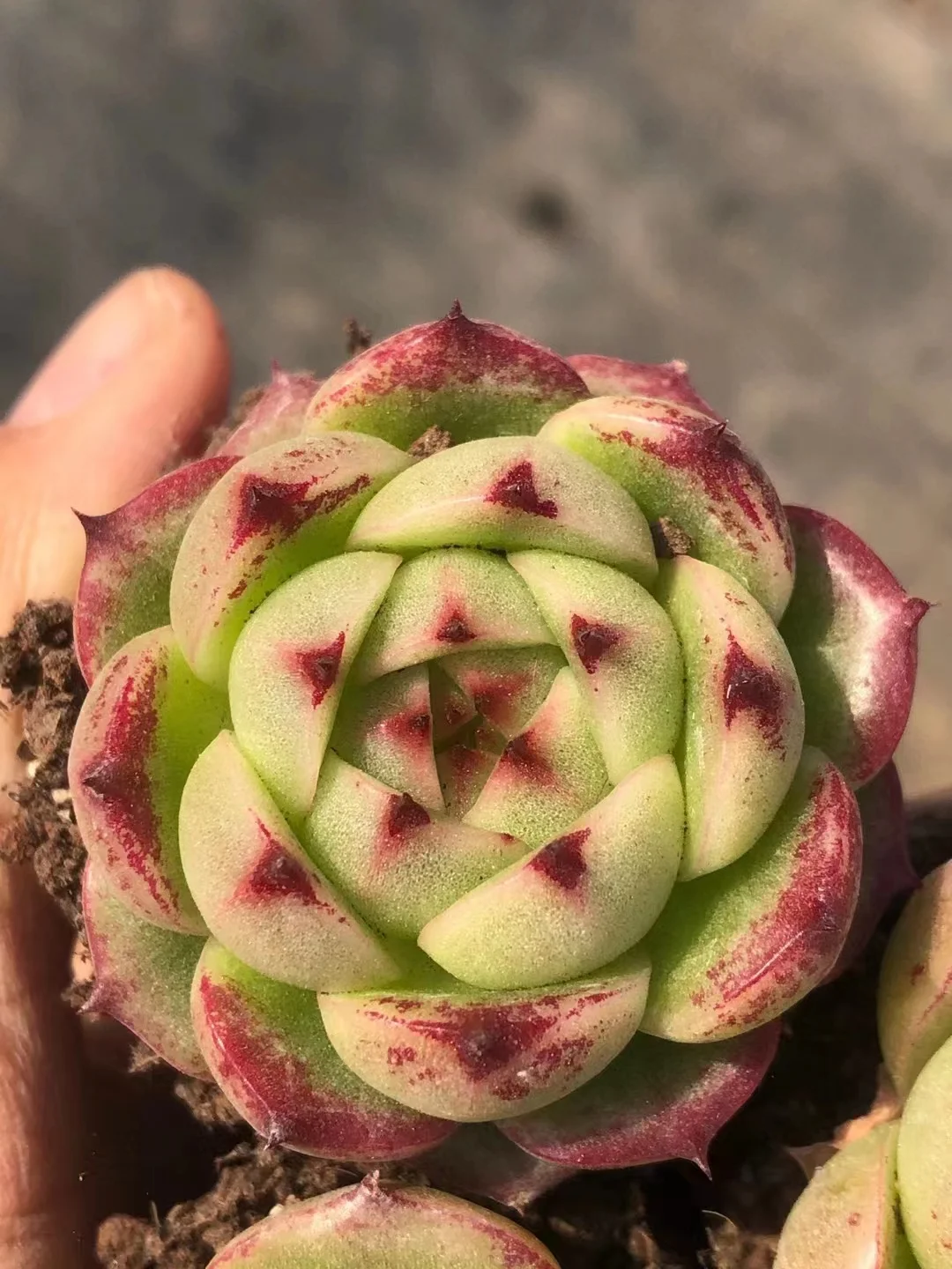 plant Aeonium Echeveria Haworthia  Caudex  Lithops Cactus  Agave 