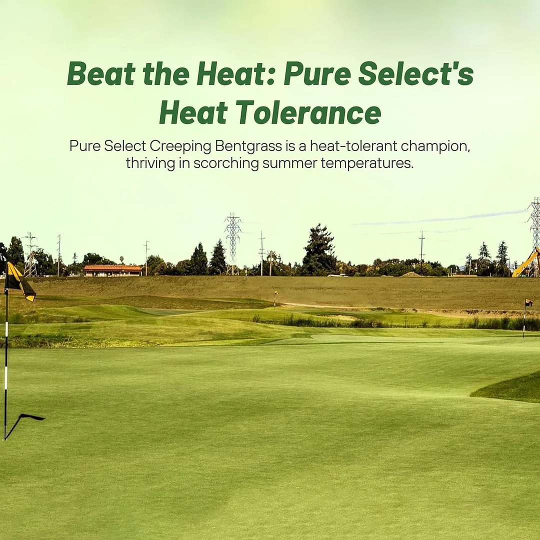 Pure Select Creeping Bent Grass