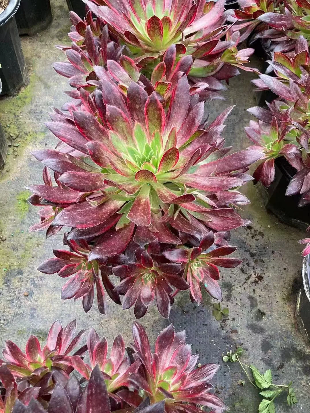 plant Aeonium Echeveria Haworthia  Caudex  Lithops Cactus  Agave 