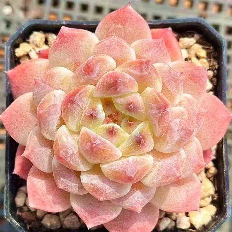 451.Echeveria Bing po single head  4-5cm/ Echeveria / Succulent plants / Garden landscape / Carefully select healthy plants