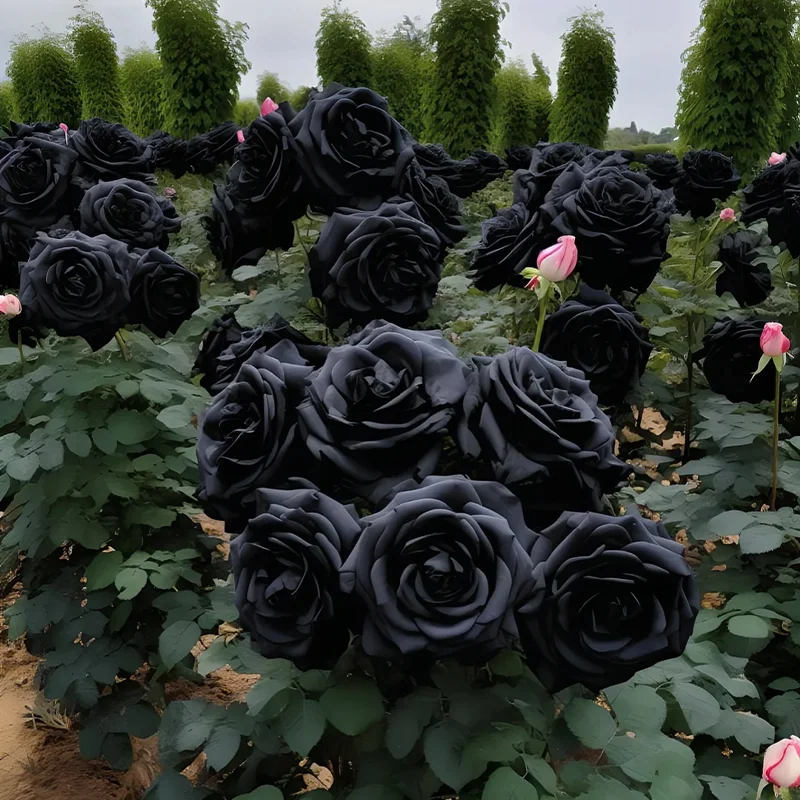 Black Rose of Ecuador - Black Knight