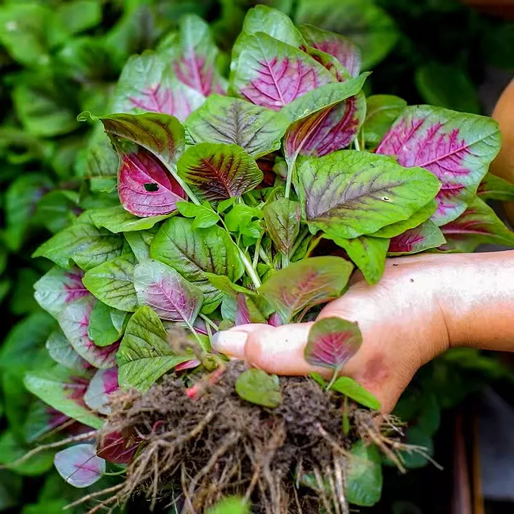 Red Amaranth – Delicious and easy to grow