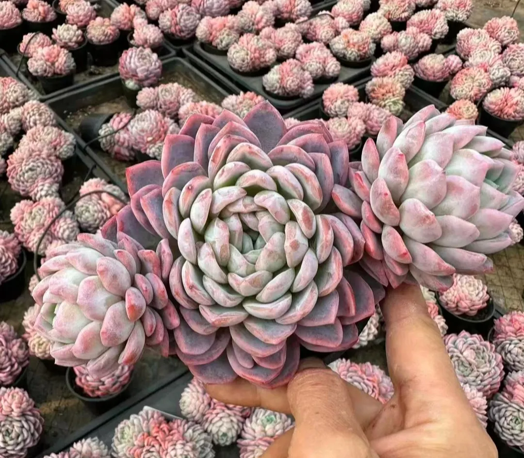 plant Aeonium Echeveria Haworthia  Caudex  Lithops Cactus  Agave 