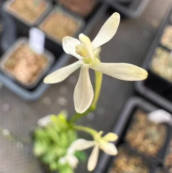 plant Aeonium Echeveria Haworthia  Caudex  Lithops Cactus  Agave 