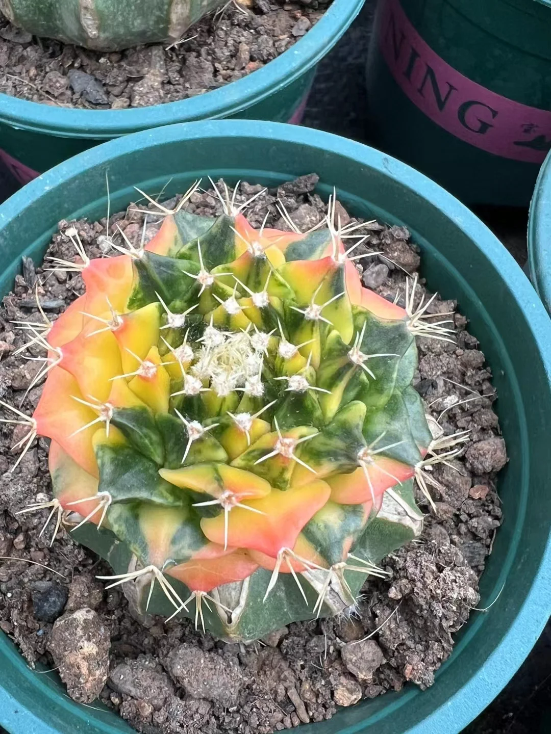 975.obregonia variegated / Cactus plants / Succulent plants / Garden landscape / Carefully select healthy plants