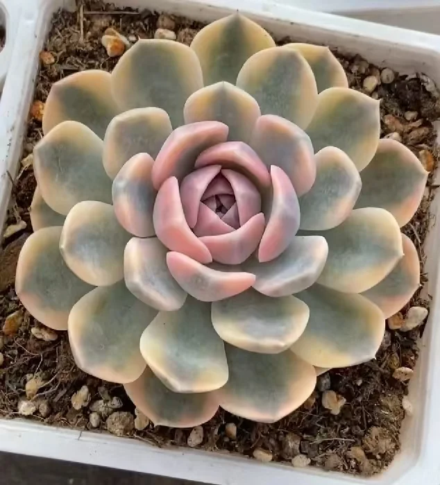 plant Aeonium Echeveria Haworthia  Caudex  Lithops Cactus  Agave 