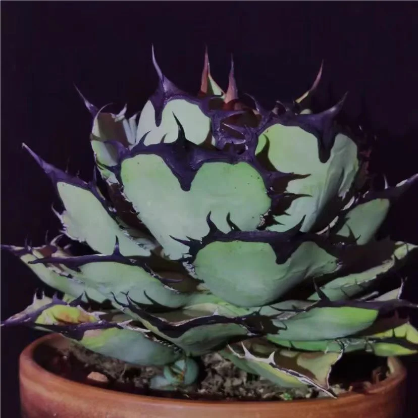 994.1.Agave Titanota panda 5-7cm/Agave plants / Succulent plants / Garden landscape / Carefully select healthy plants