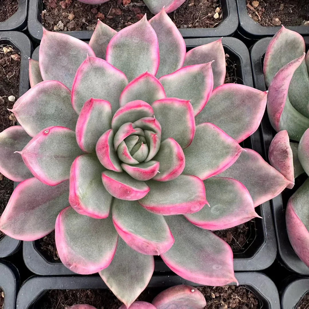 plant Aeonium Echeveria Haworthia  Caudex  Lithops Cactus  Agave 