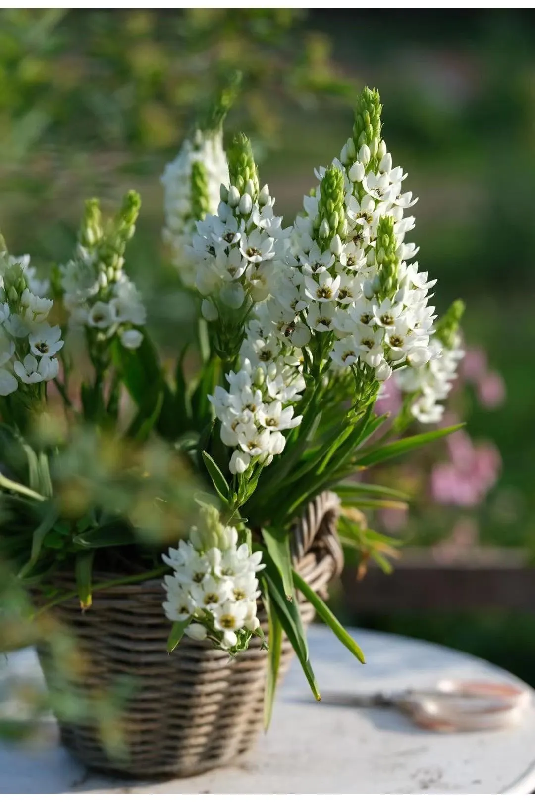 🌸 Sacred Heart Lily Bulbs – A Perennial Treasure for Your Garden