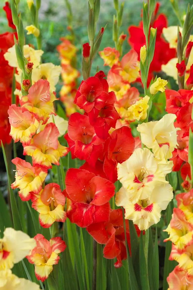 🎉Limited Time Offer: 50% Off : Gladiolus Bulbs!