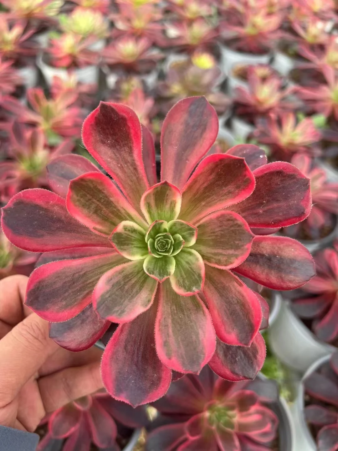 plant Aeonium Echeveria Haworthia  Caudex  Lithops Cactus  Agave 