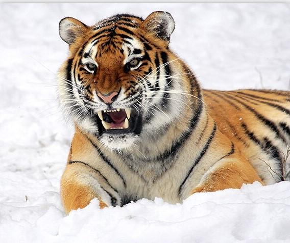 

Tiger in The Snow – Paint By Numbers - 40*50CM, 501 Original
