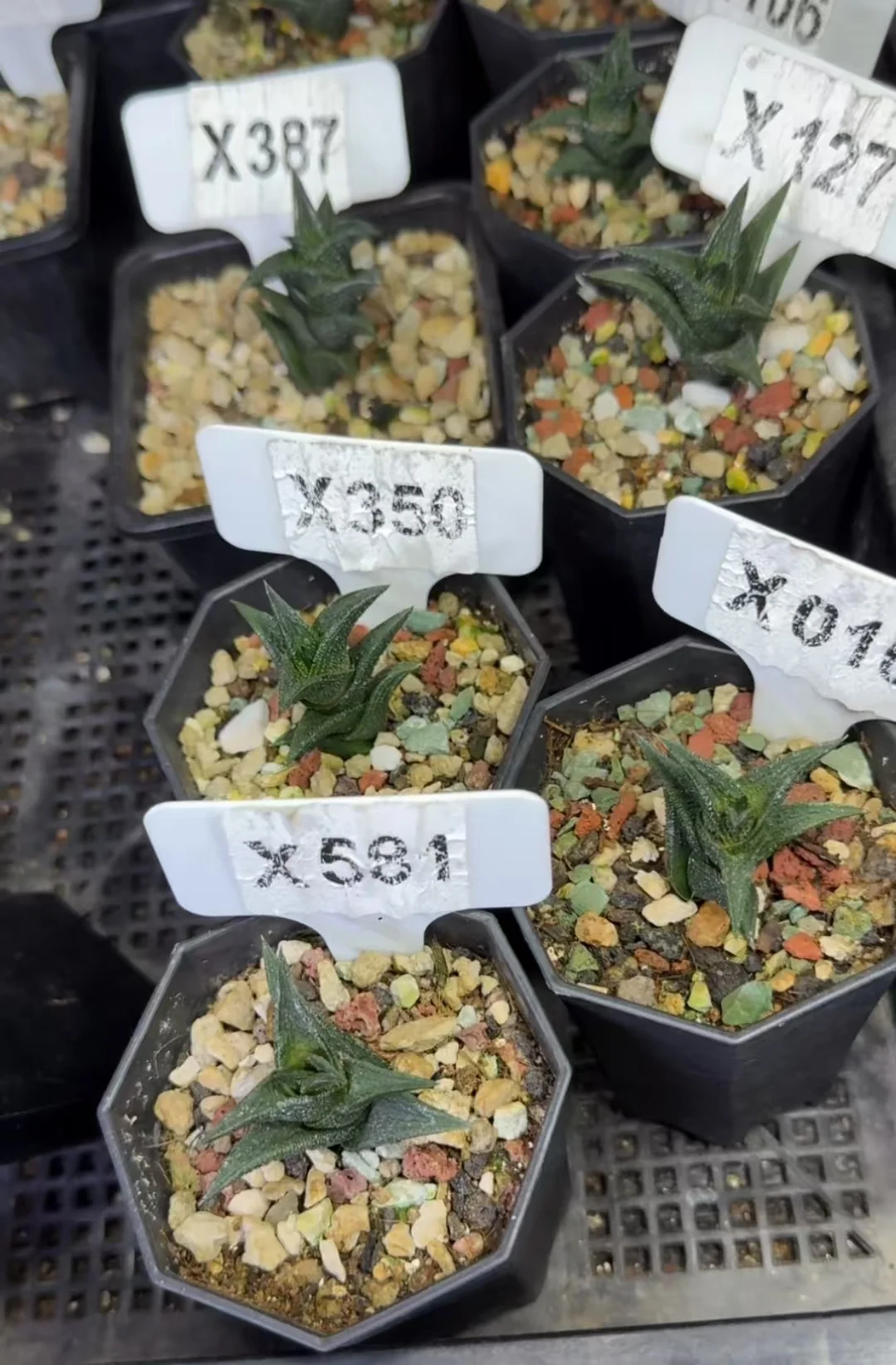 plant Aeonium Echeveria Haworthia  Caudex  Lithops Cactus  Agave 