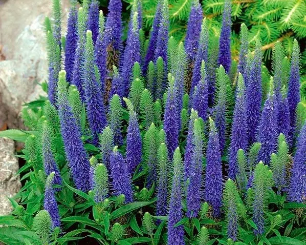 Spike Speedwell Intense Blue Flowers