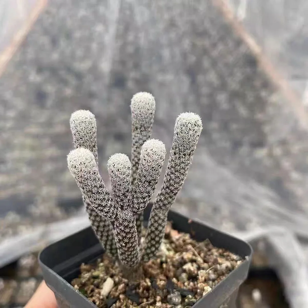 plant Aeonium Echeveria Haworthia  Caudex  Lithops Cactus  Agave 