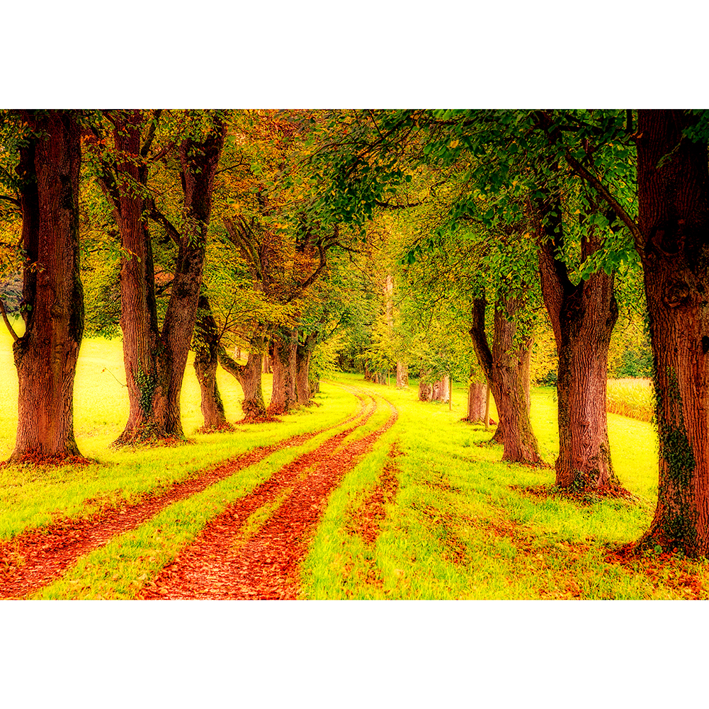 

Quiet Forest Road - 1000 Pieces Jigsaw Puzzle, 501 Original