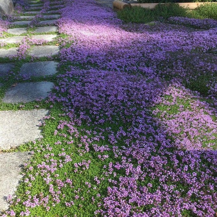 Creeping Thyme Seeds